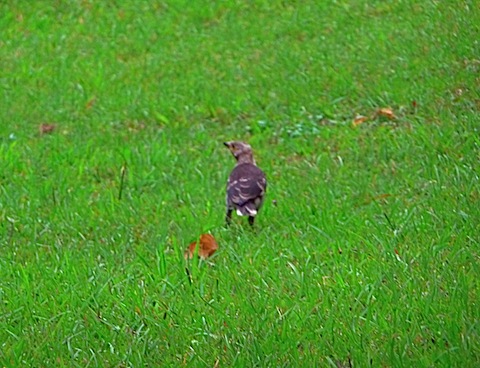 P1490084.JPG