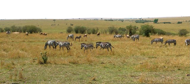 (Endangered species that live in tropical grasslands. grassland plants